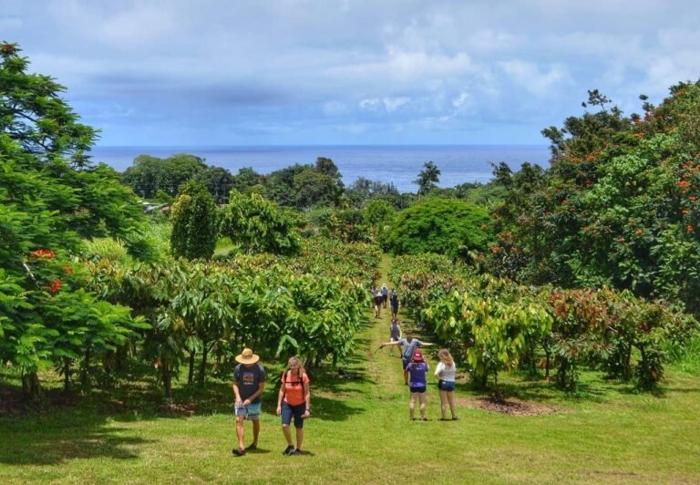 original hawaiian chocolate farm tour 768x532