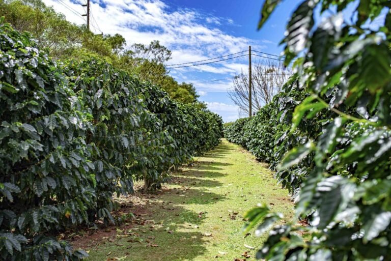 our the green world coffee farm hawaii 768x513