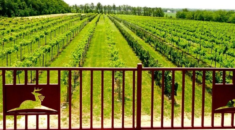 tour grace hill winery 768x427