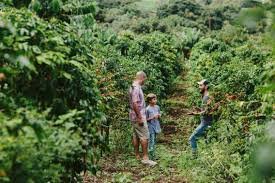 tour kona joe coffee hawaii