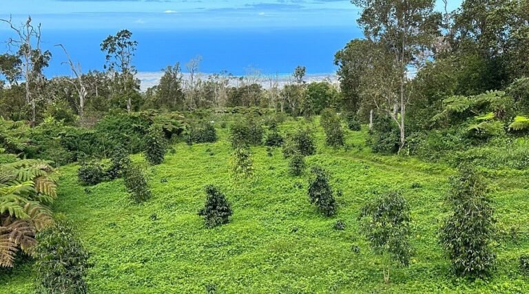 tour mountain thunder coffee farm hawaii 768x427