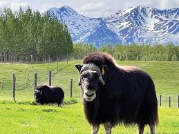 musk ox farm tour palmer alaska
