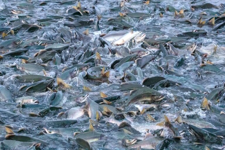 solomon gulch hatchery tour alaska 768x512