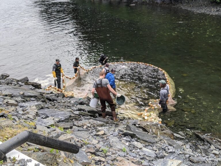 tour pillar creek hatchery 768x576